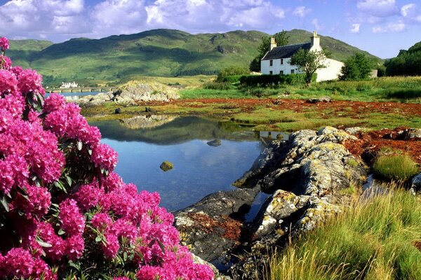 Lake house with flowers