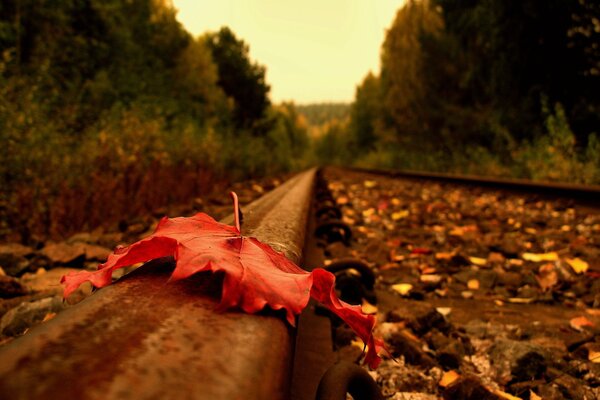 Herbstliches rotes Blatt, das auf Schienen liegt