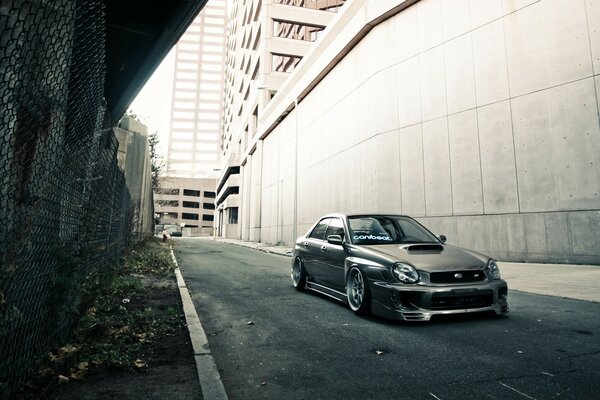 Grey bugeye on asphalt in full face