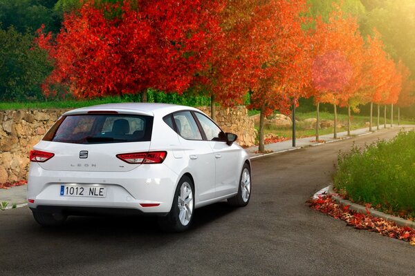 Weißes Auto auf der Allee der feuerroten Bäume im Herbst