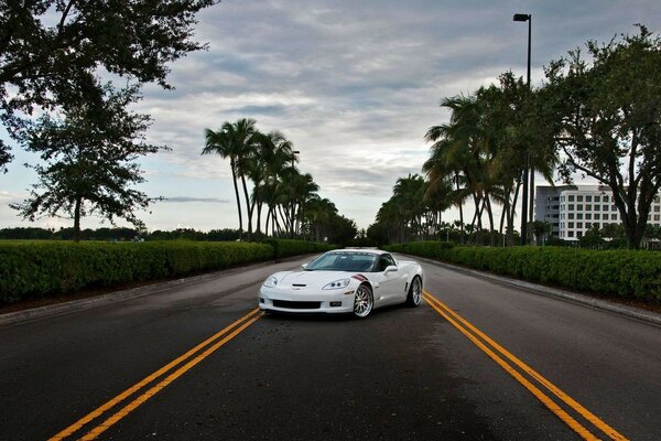 Corvette z06 blanc sur fond de palmiers