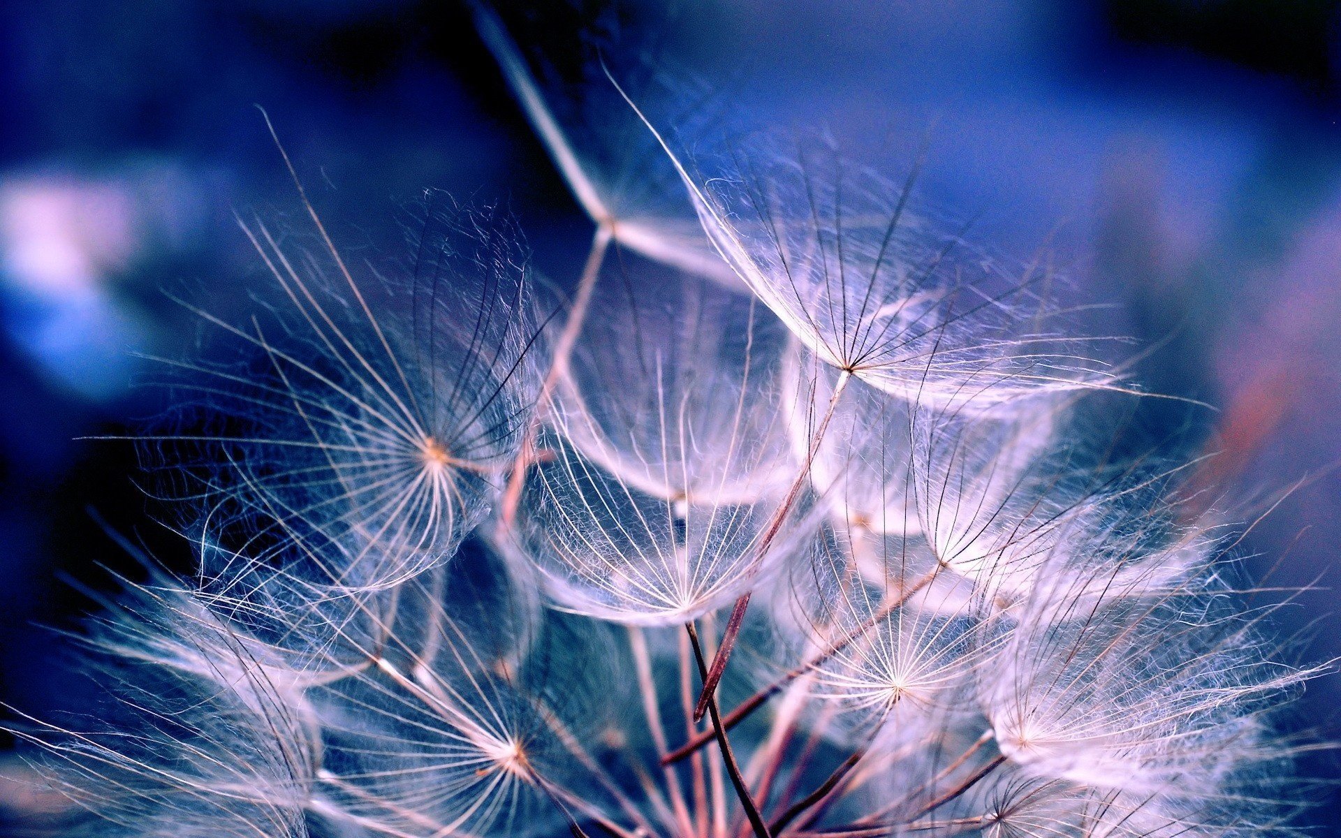 azul pelusa diente de león