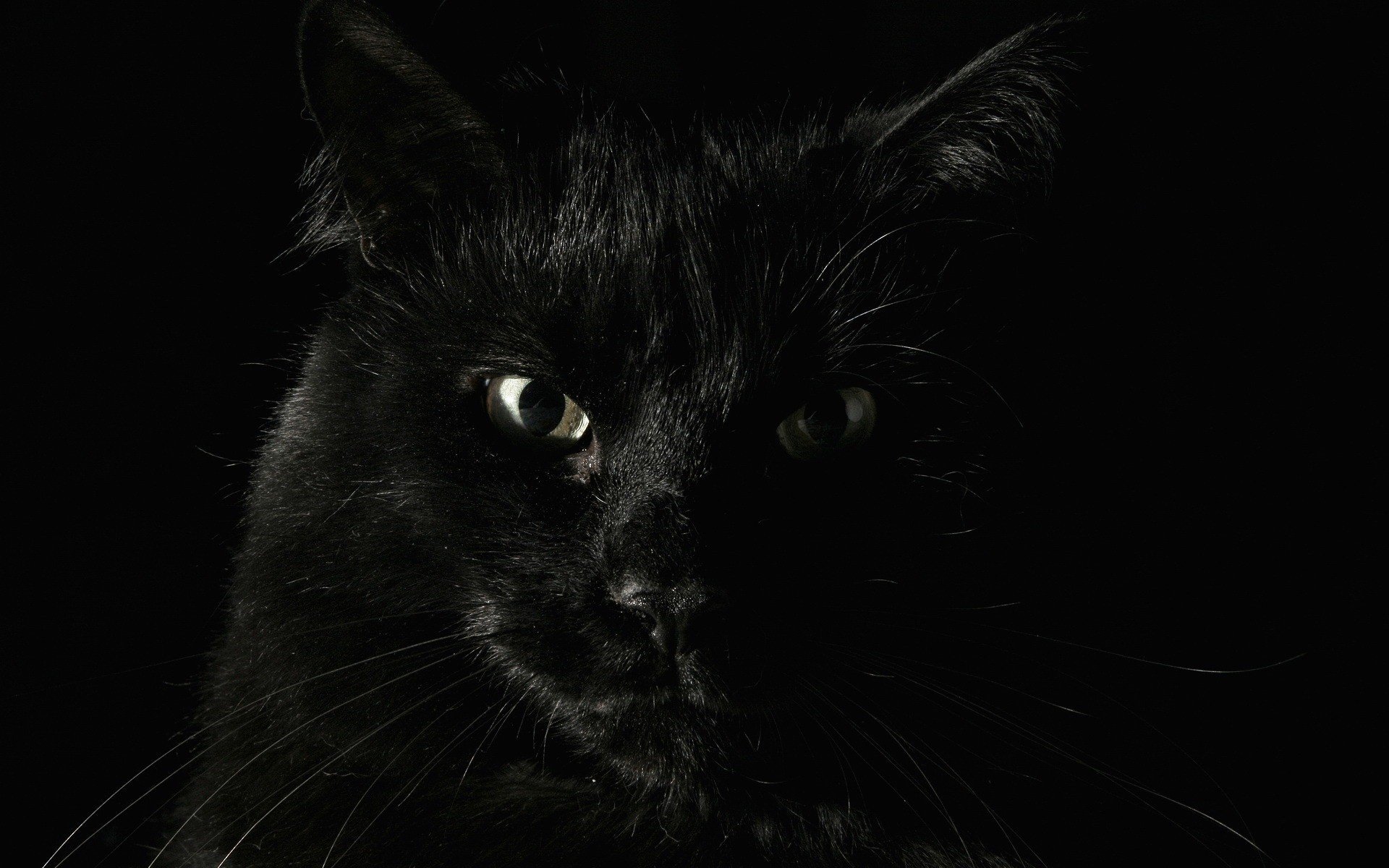 katze schwarzes fell ernst tiere hintergrund blick katze augen schwarzer hintergrund