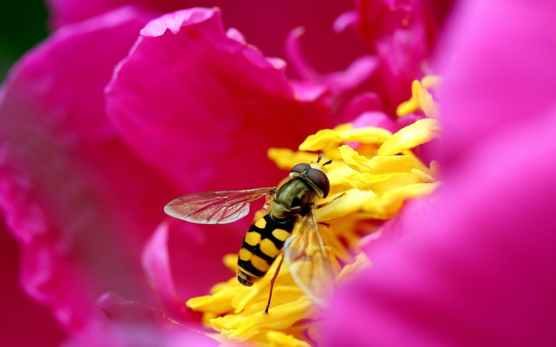 yellow center flowers pink flower bee insects animal