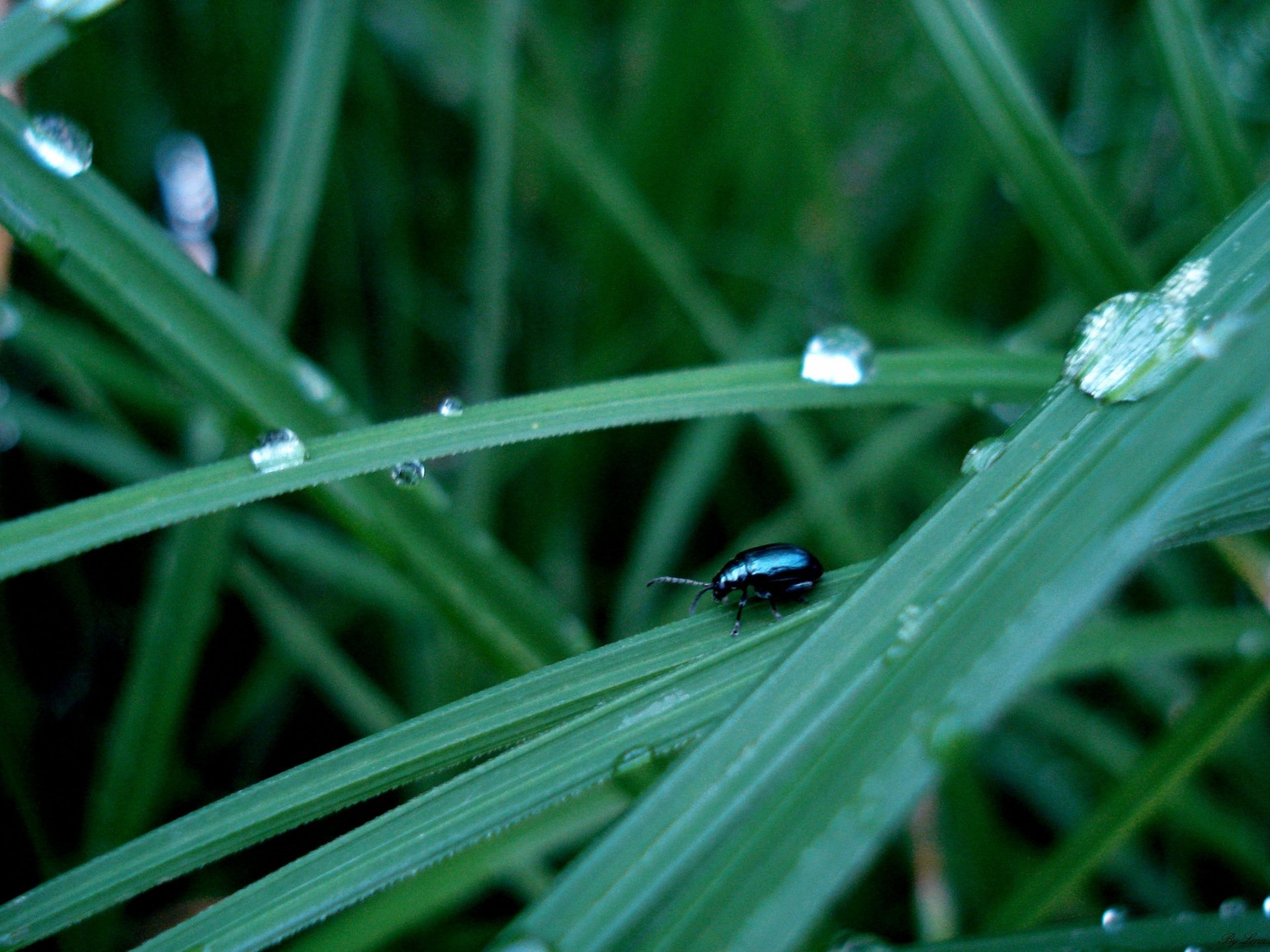 dunkler käfer grünes gras regen grün insekten tiere