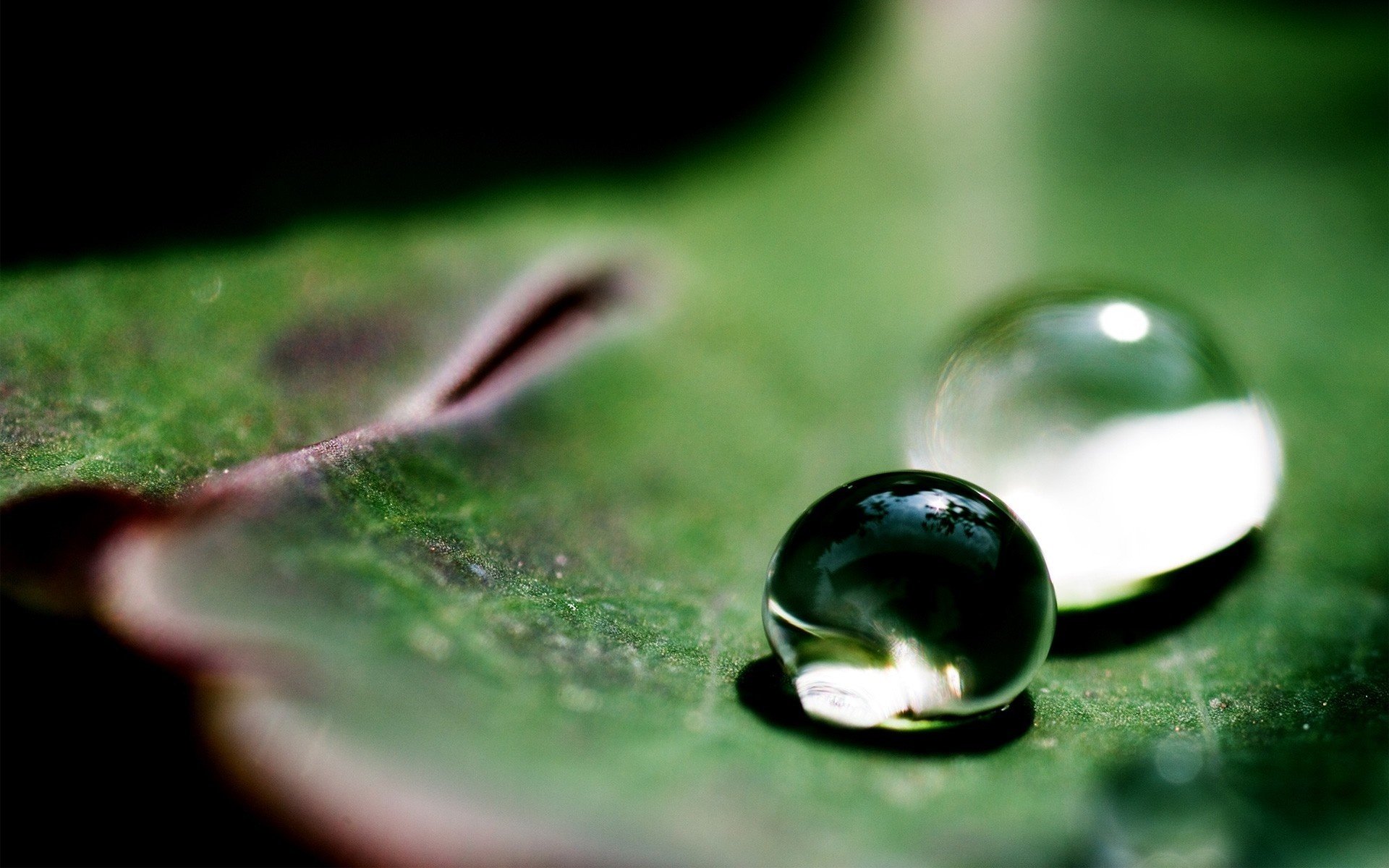 foglia verde gocce di rugiada mattina