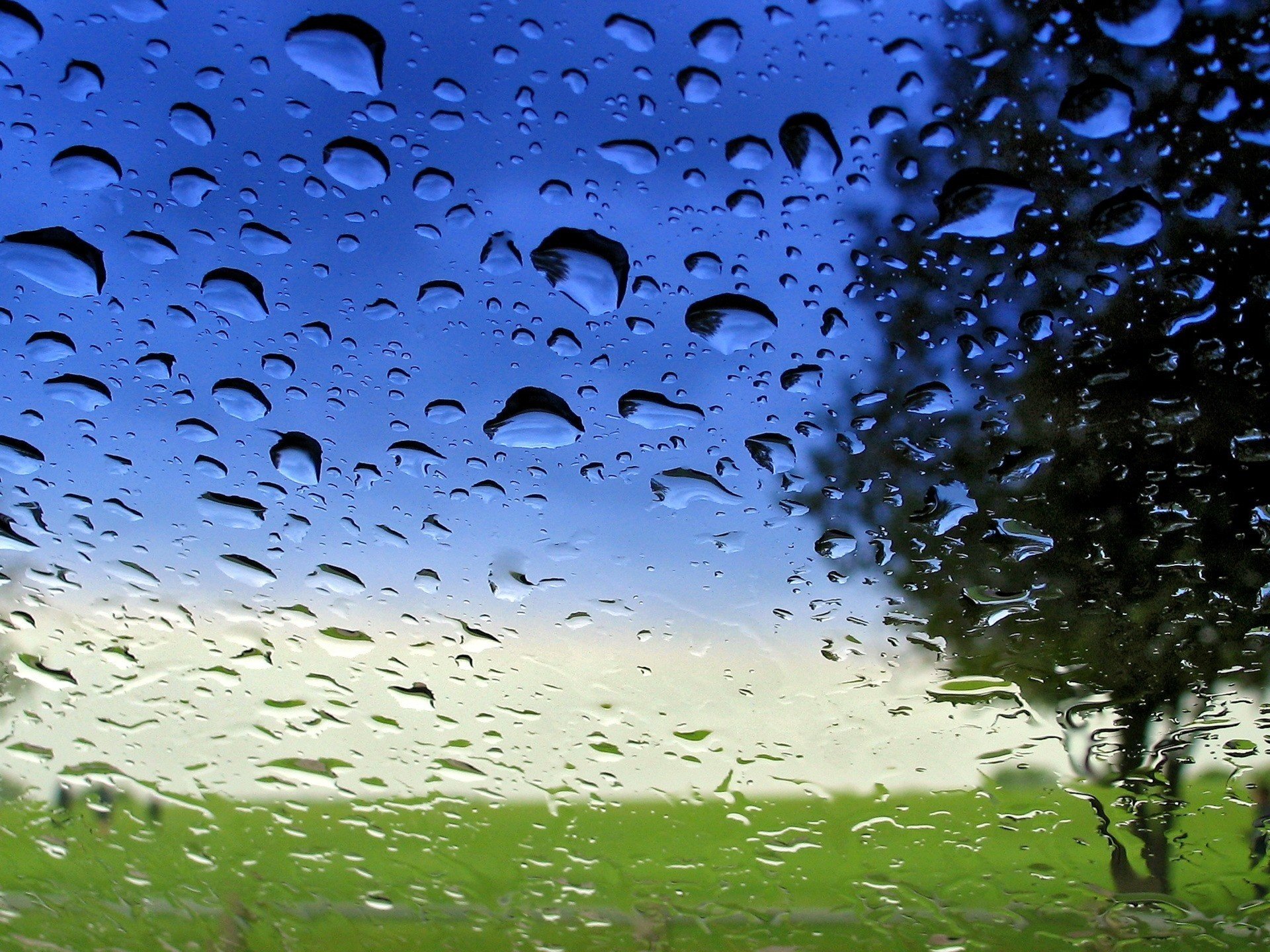 nature arbre verre gouttelettes