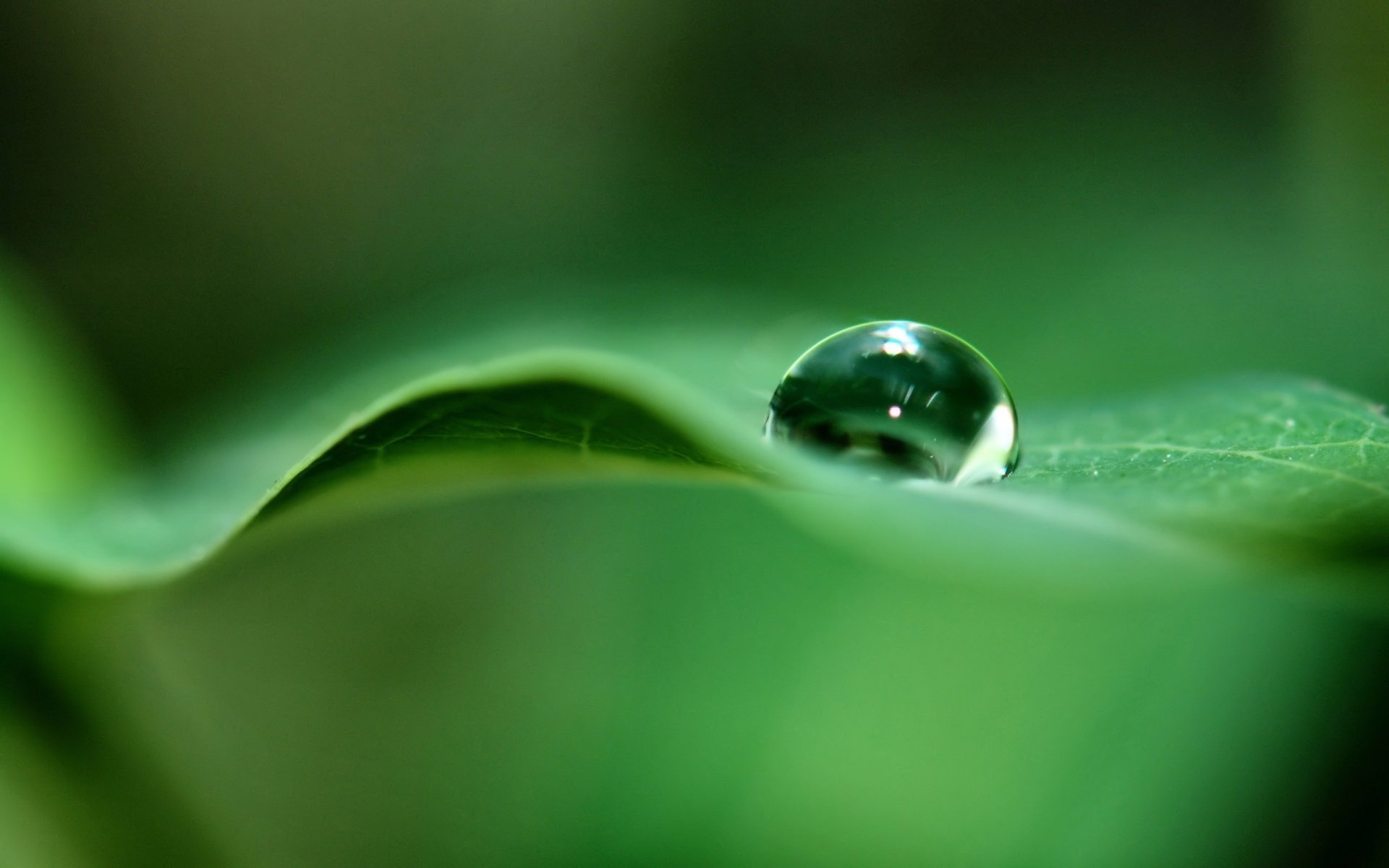 green leaf ball water green