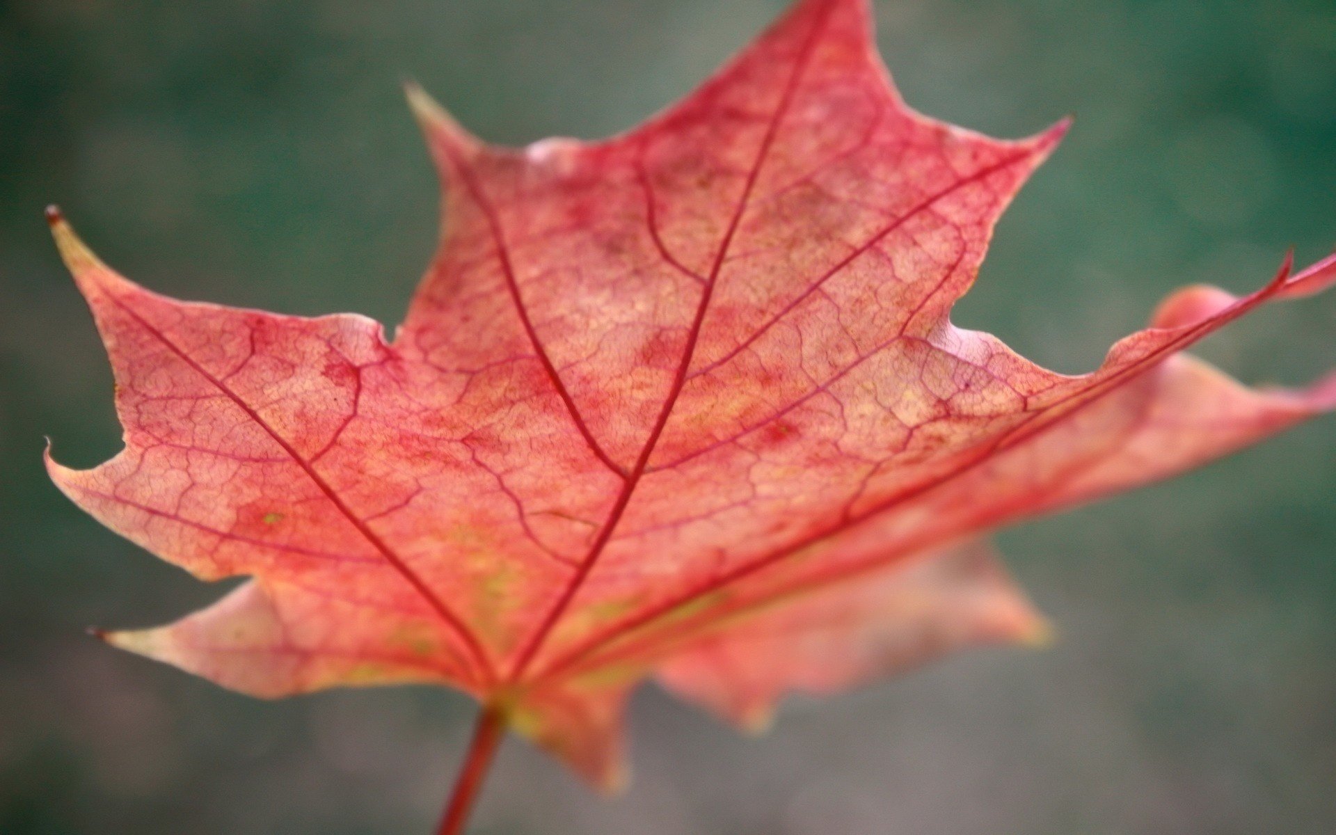 foglia d acero rossastra lume autunno