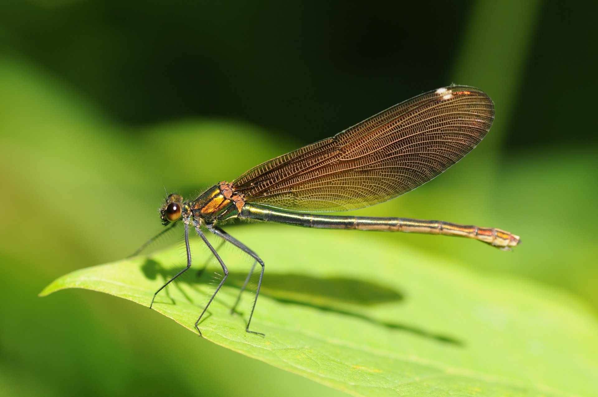 flugblatt insekt libelle insekten grüns tiere