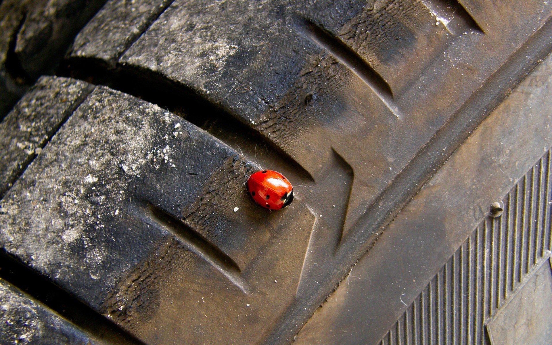 neumático rueda mariquita insectos animales coches