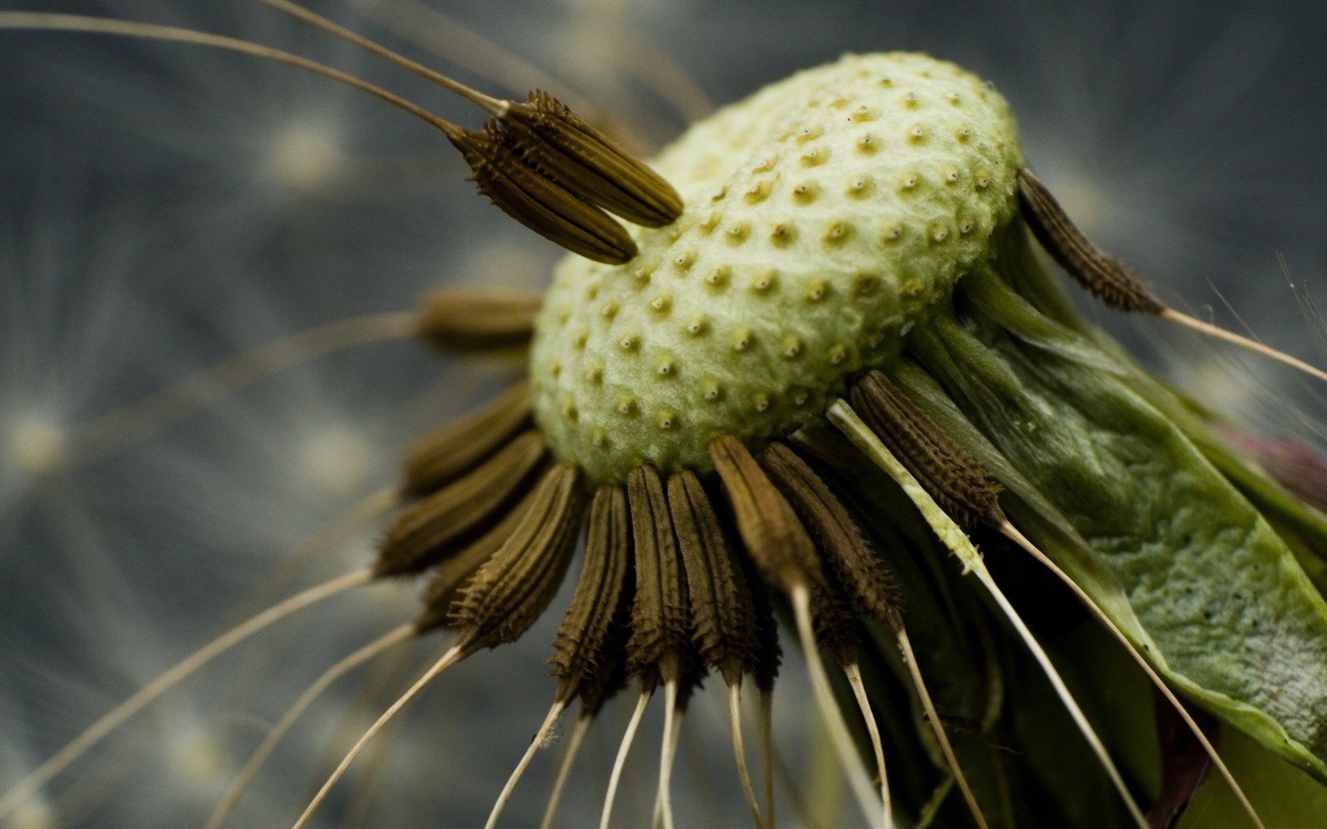 flores diente de león mediados de semillas