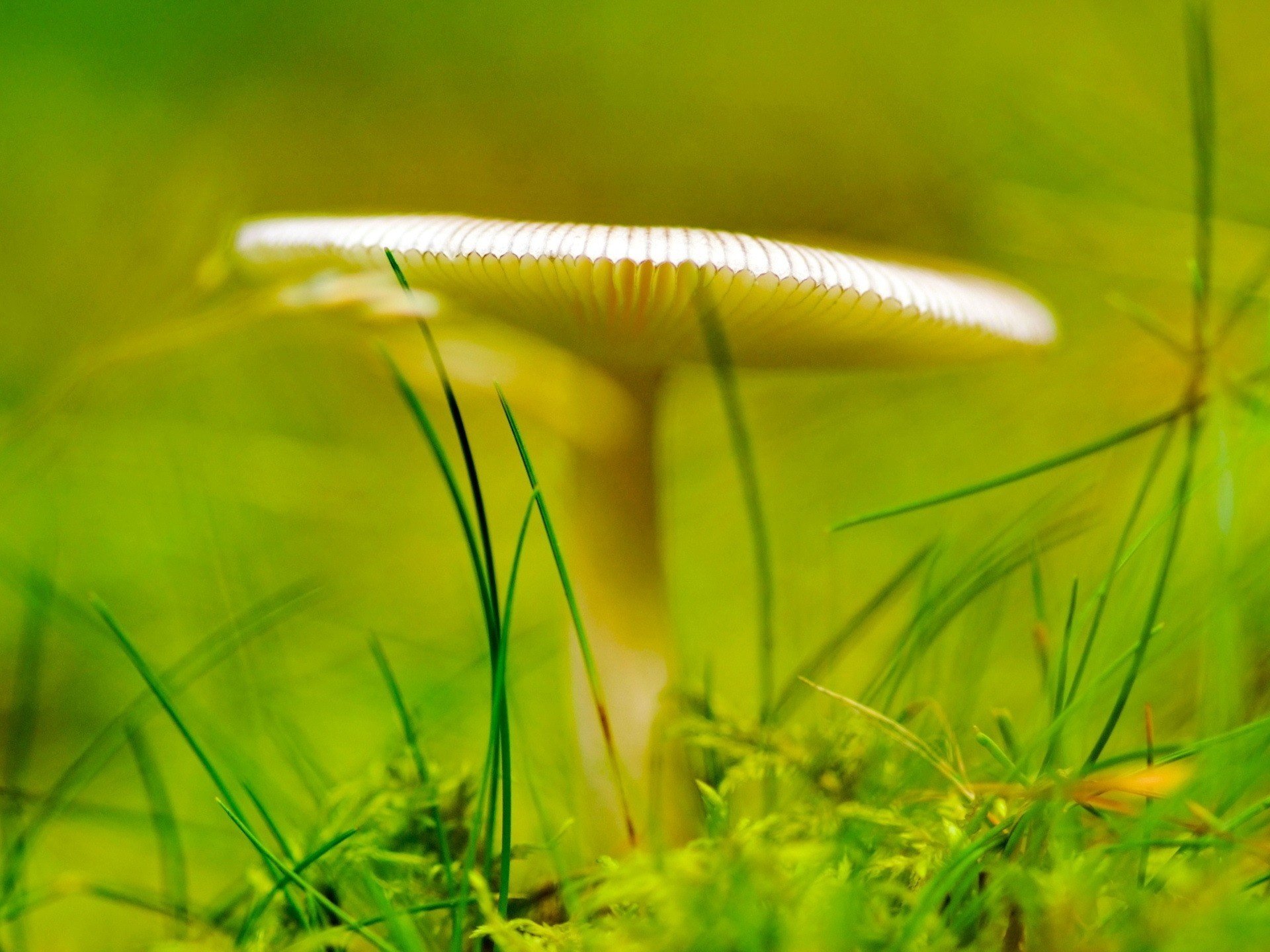 weed forest mushroom mushroom