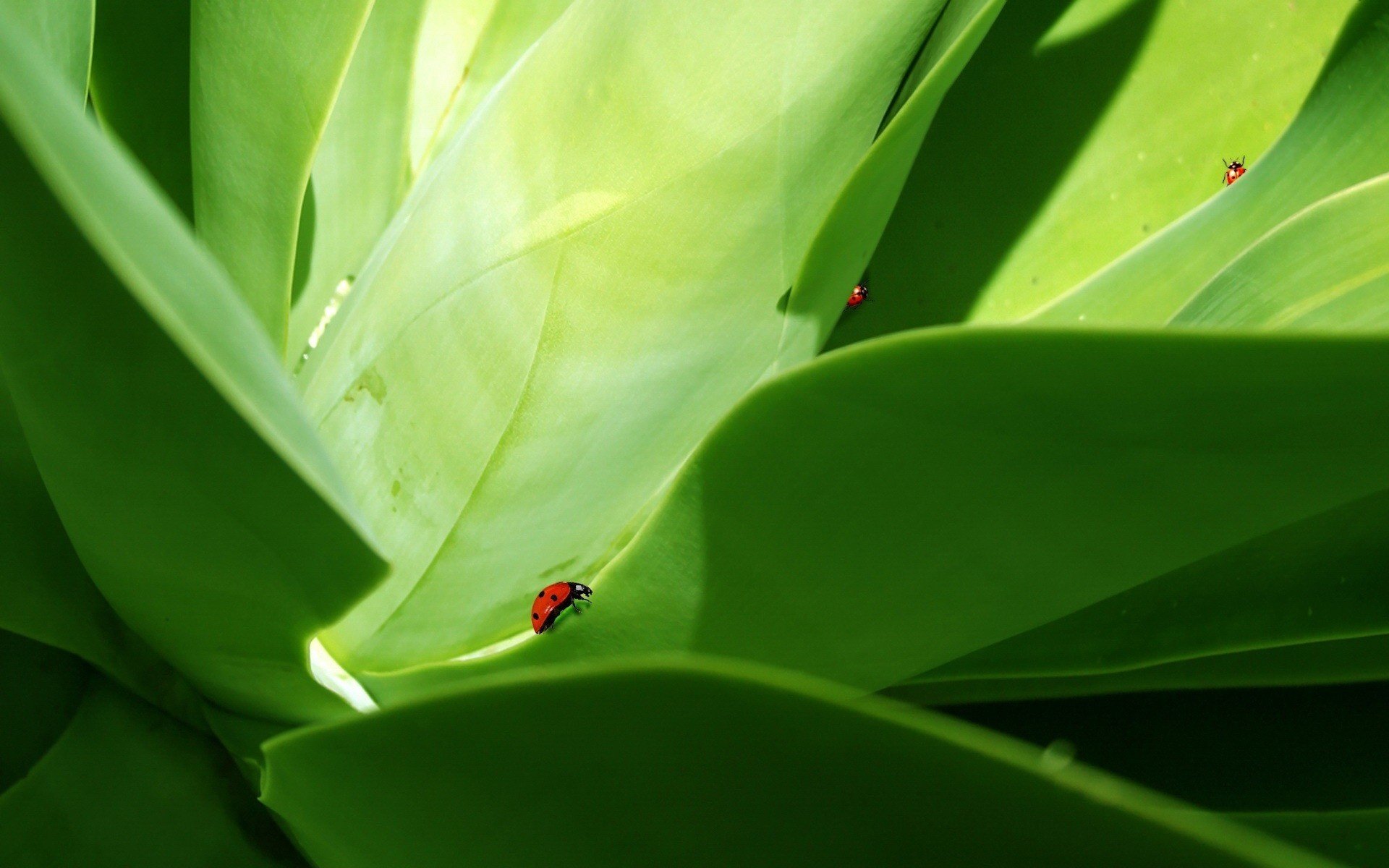 coléoptère lumière feuille verte insectes verdure animaux