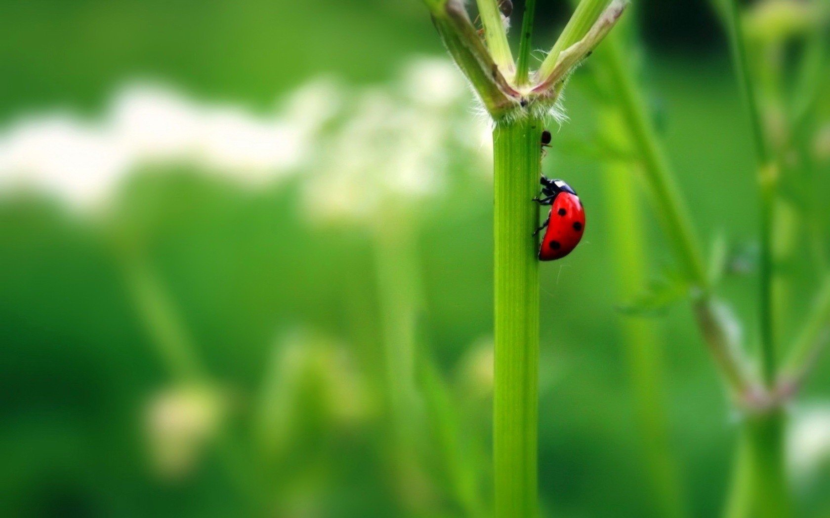 mariquita ramita verde verano insectos vegetación animales