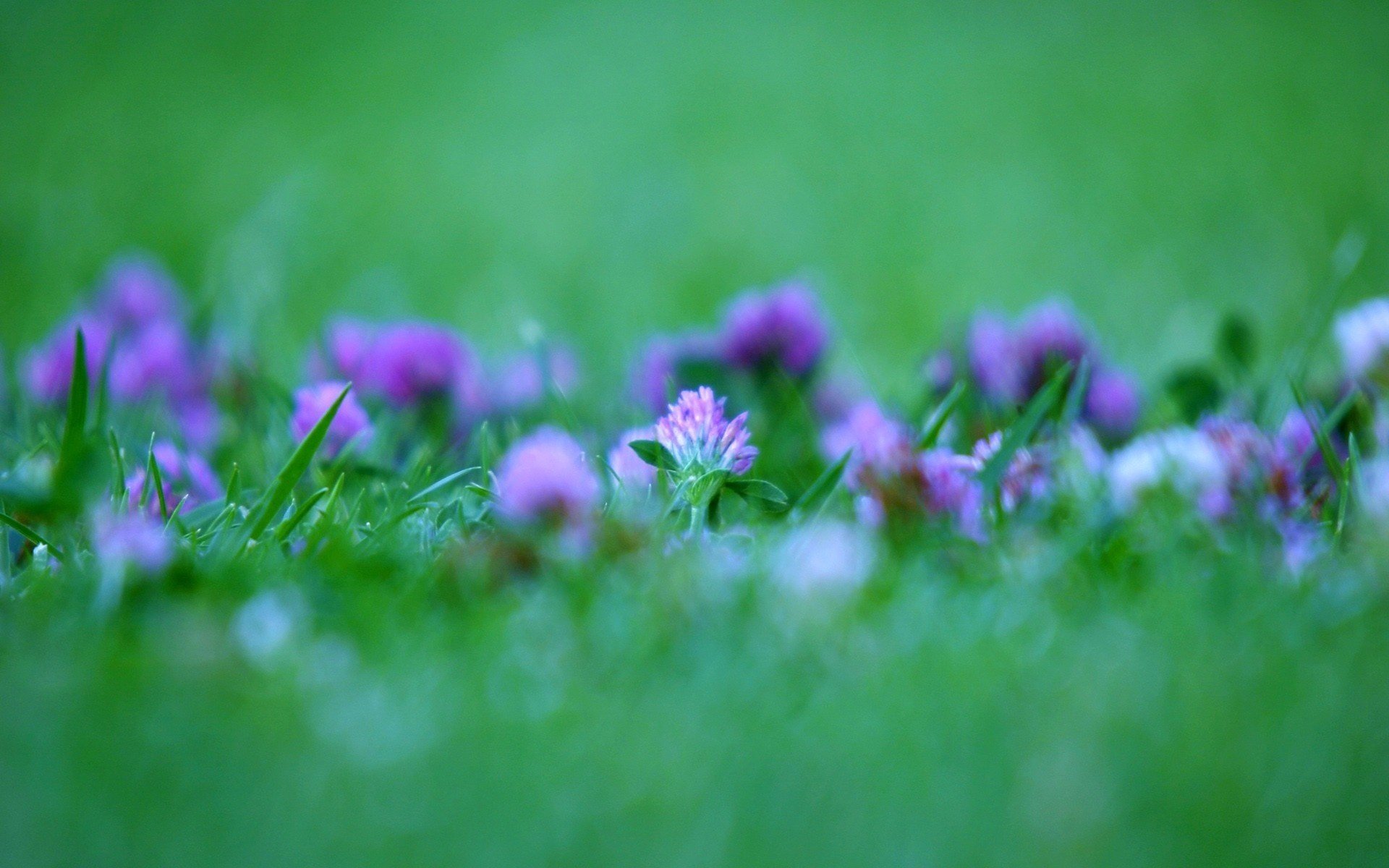 blumen klee grüns sommer