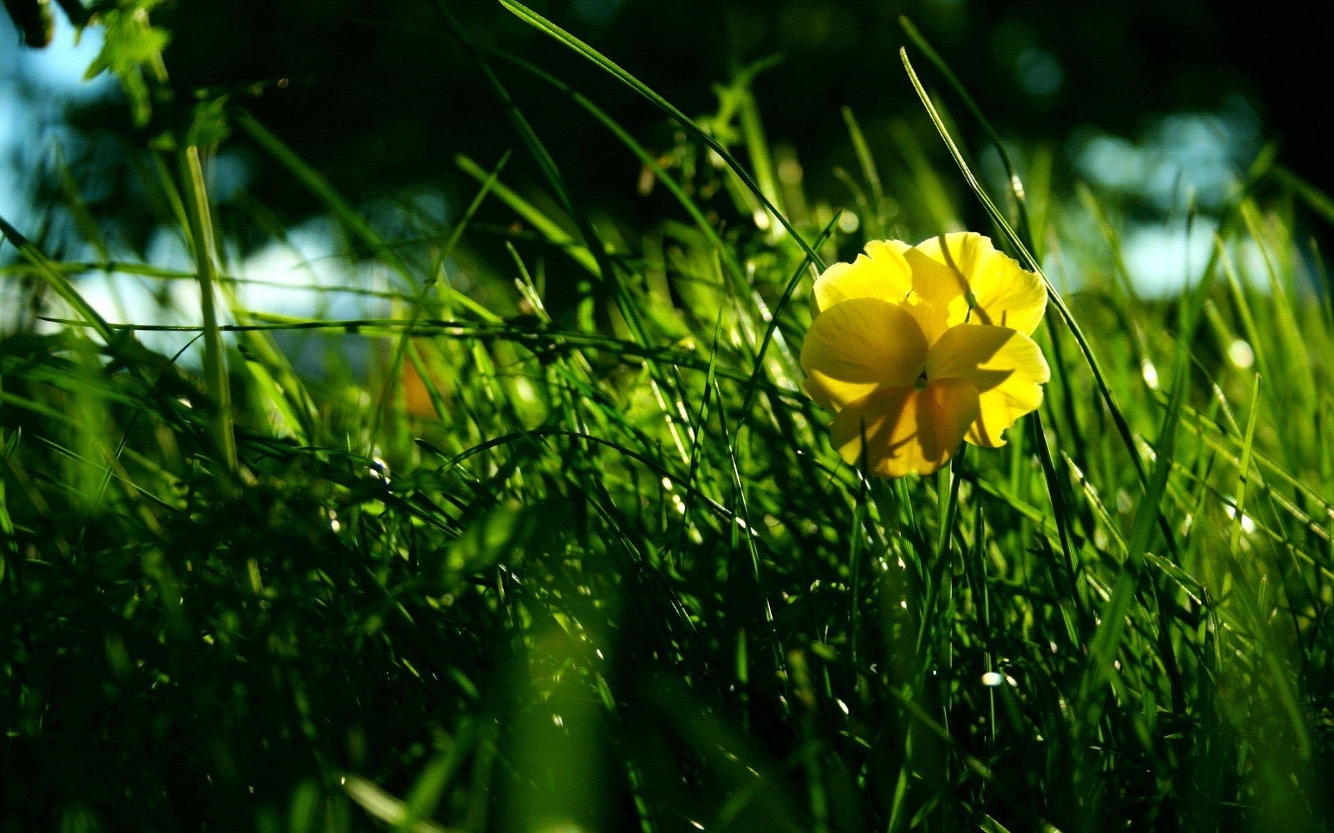 gras grün gelbe blume grün