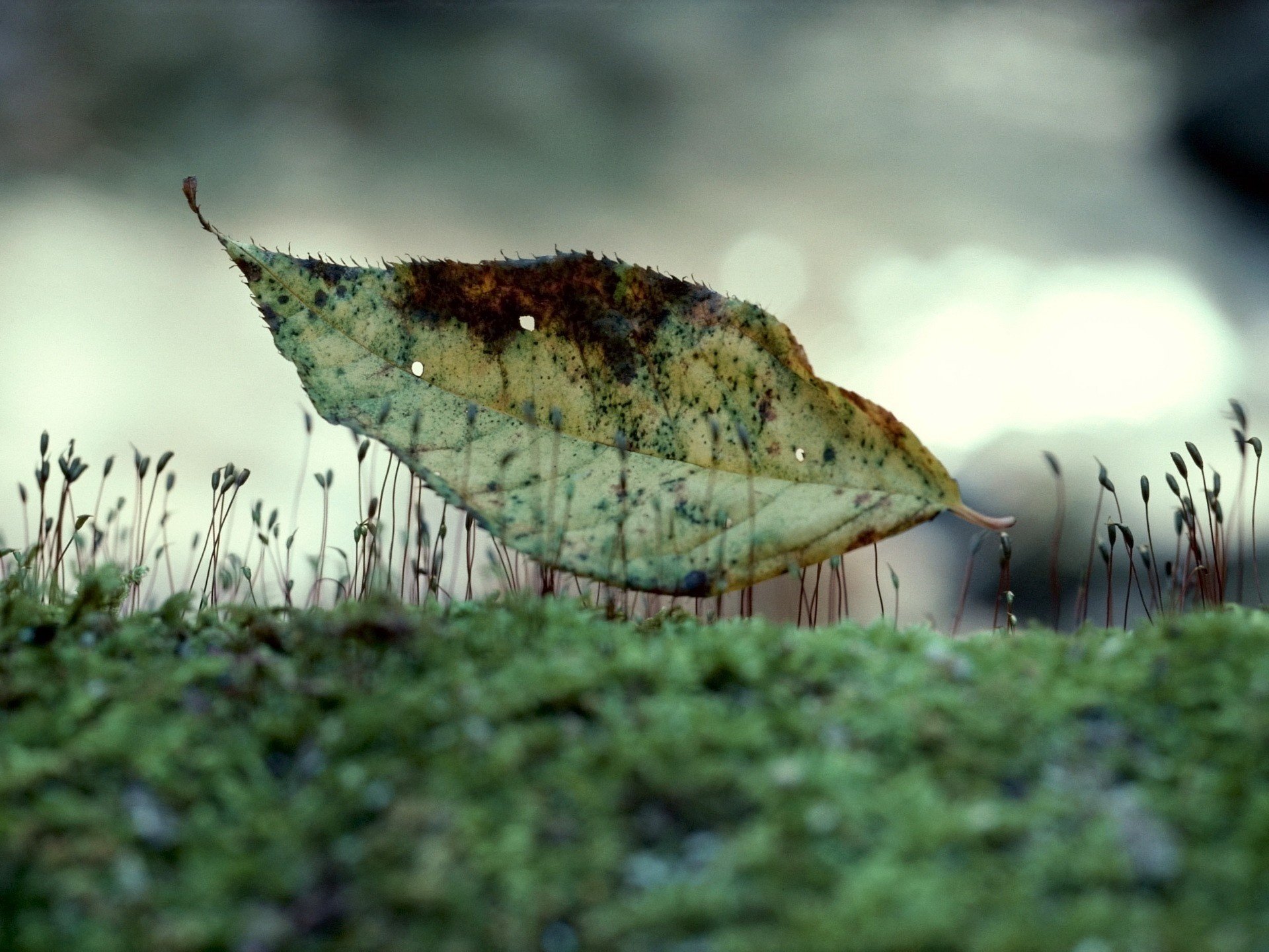 germes feuilles sèches herbe