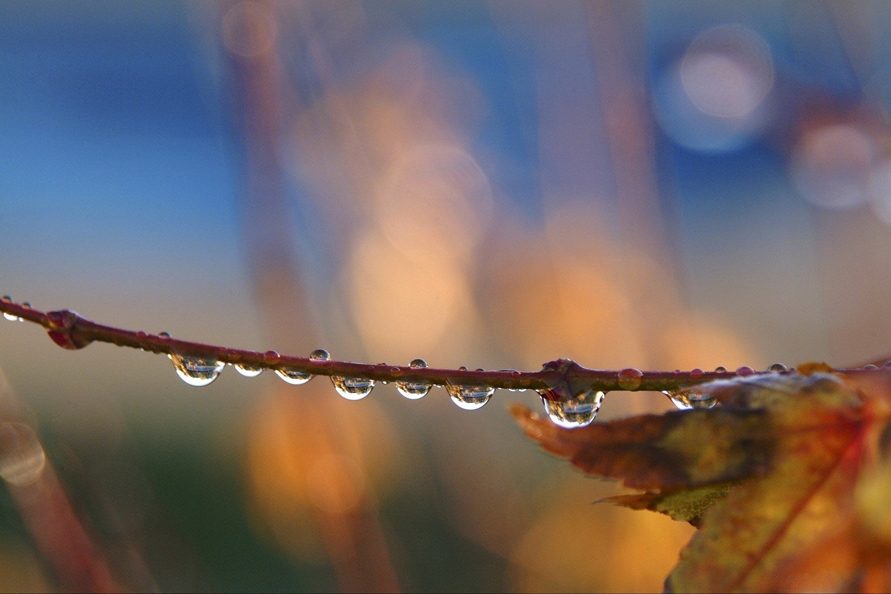 autunno pioggia foglia gocce foglia