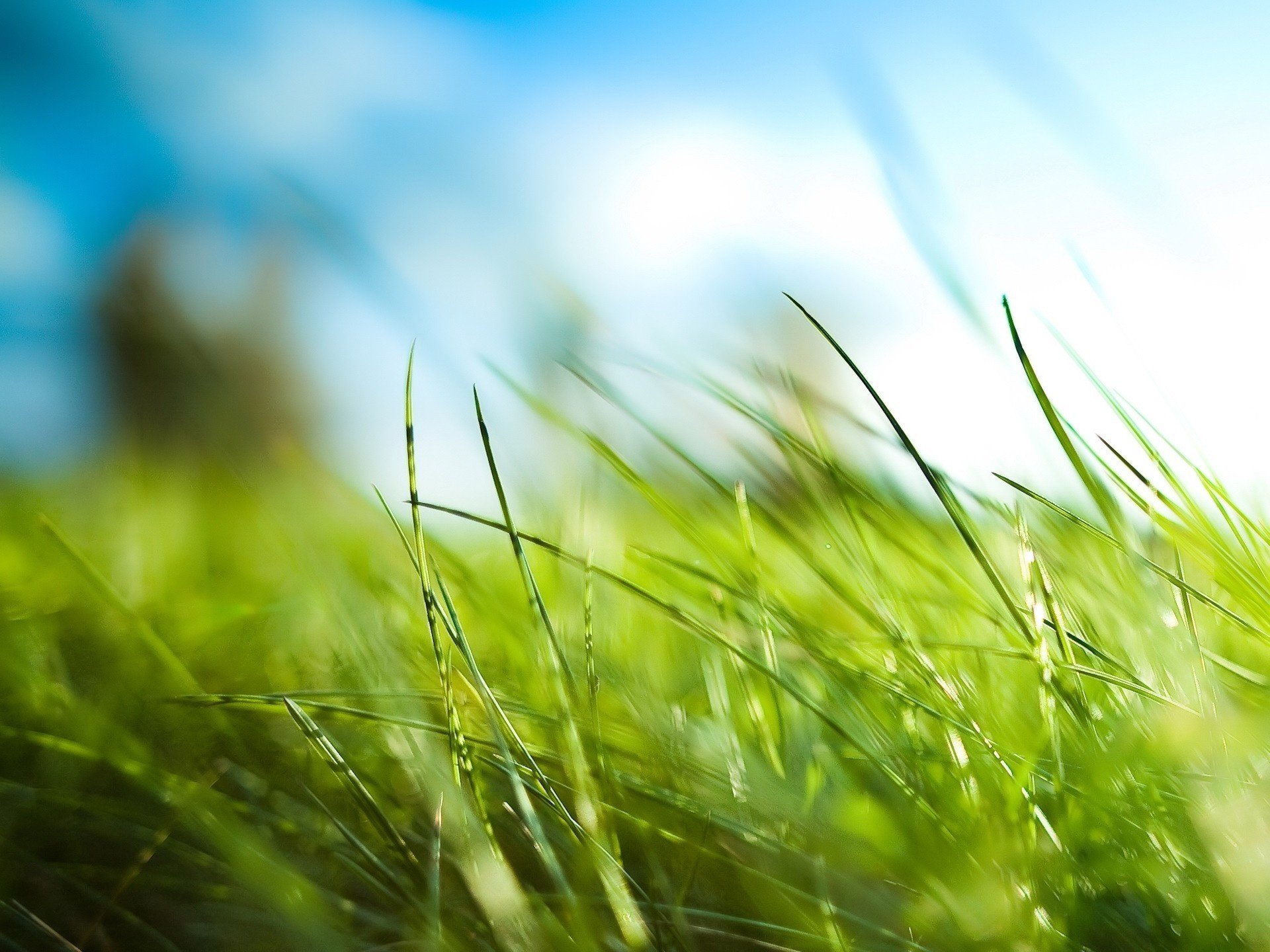 été lumière du soleil herbe verte verdure