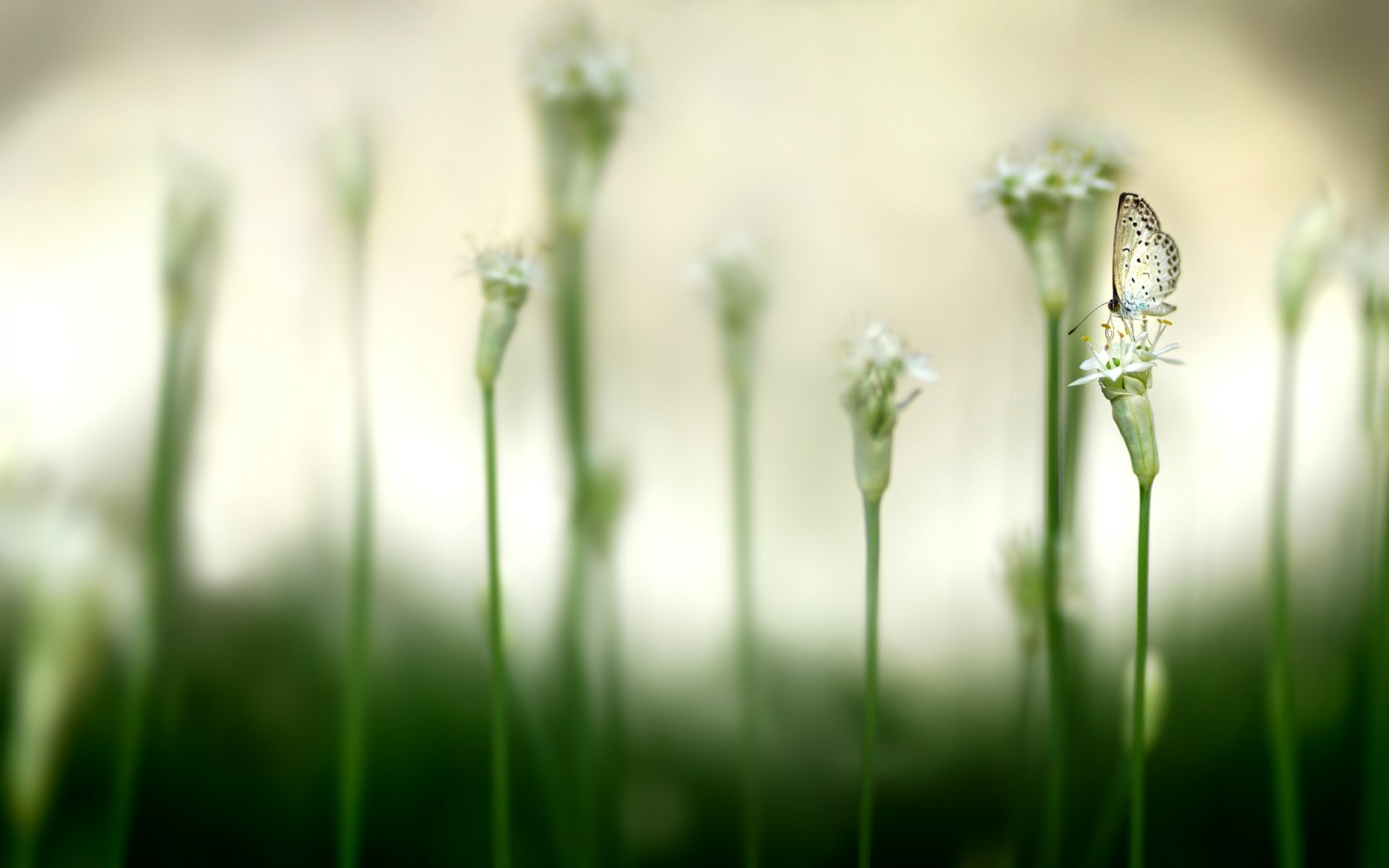 schmetterling blumen knospen insekten tiere