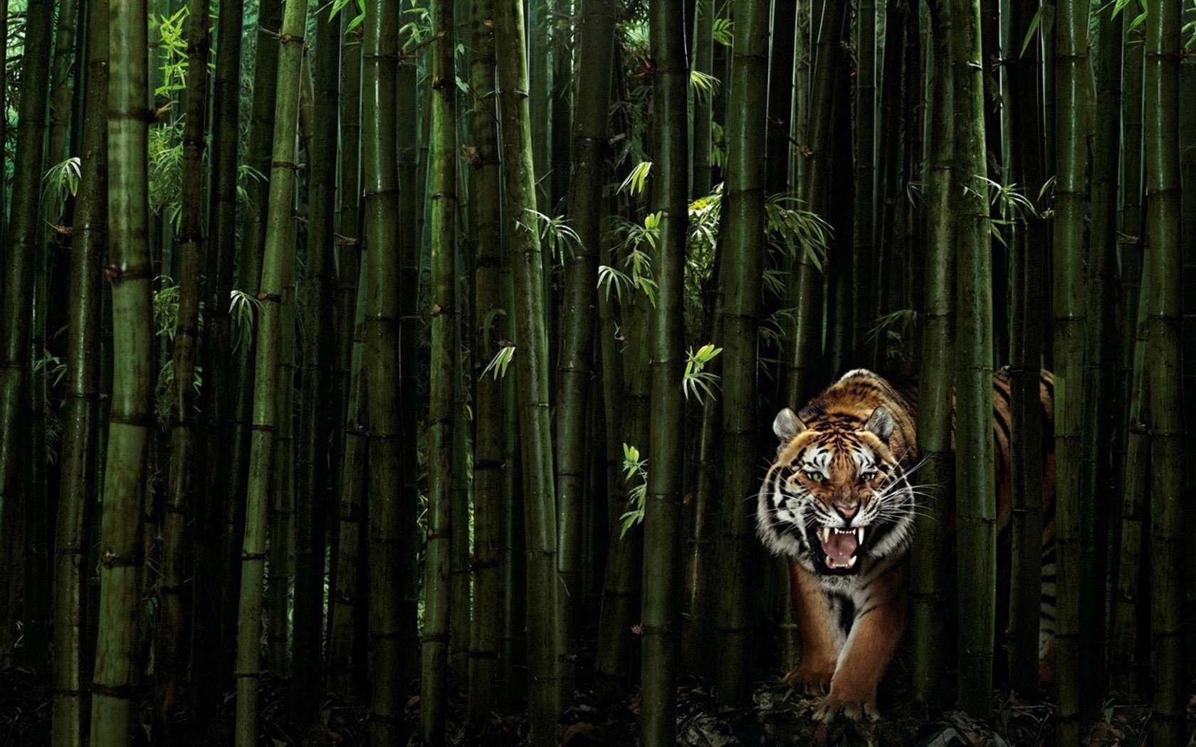 árboles verdes tigre rugido animales depredadores sonrisa felino