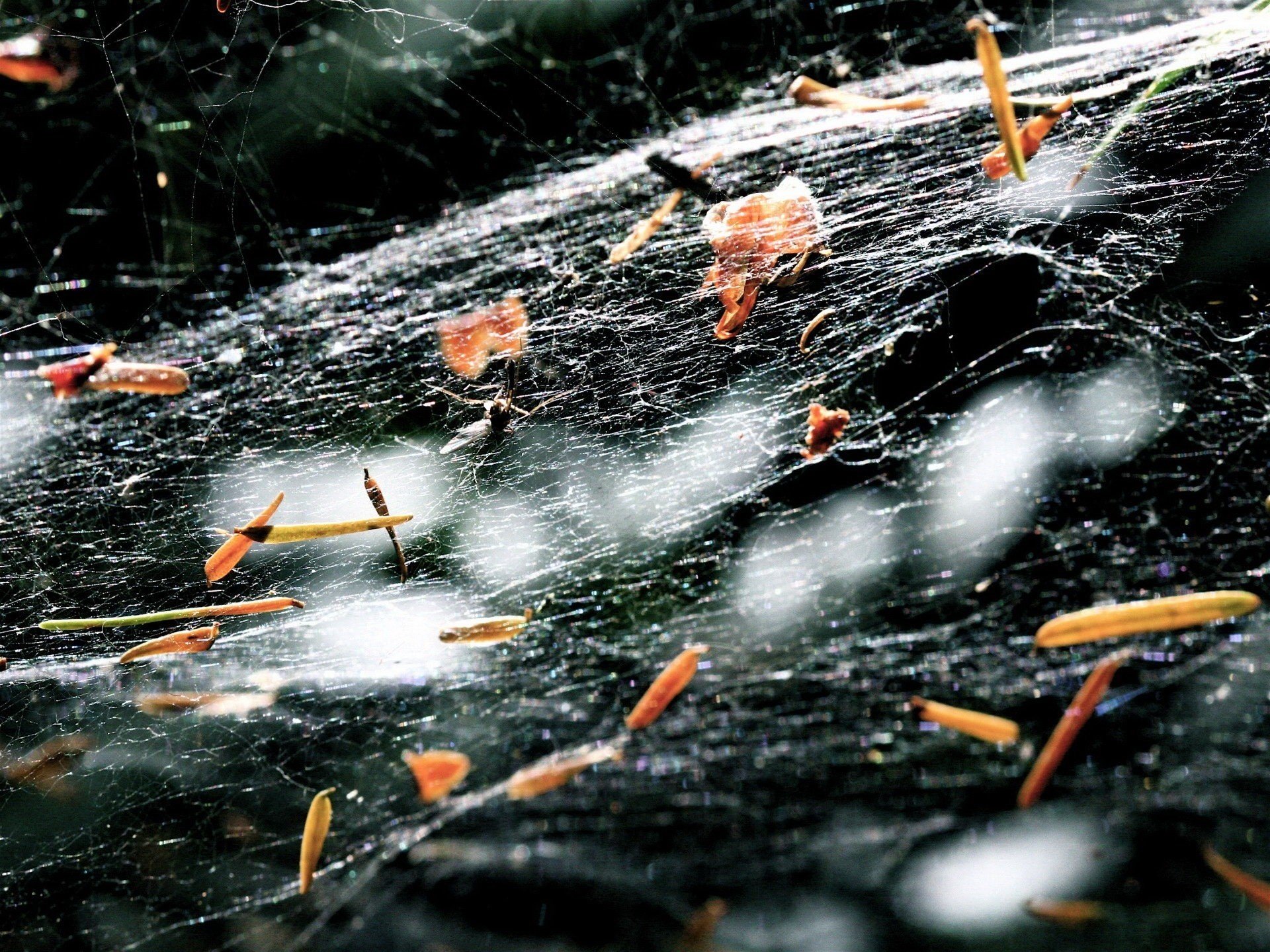 morceaux de feuilles toile d araignée sombre