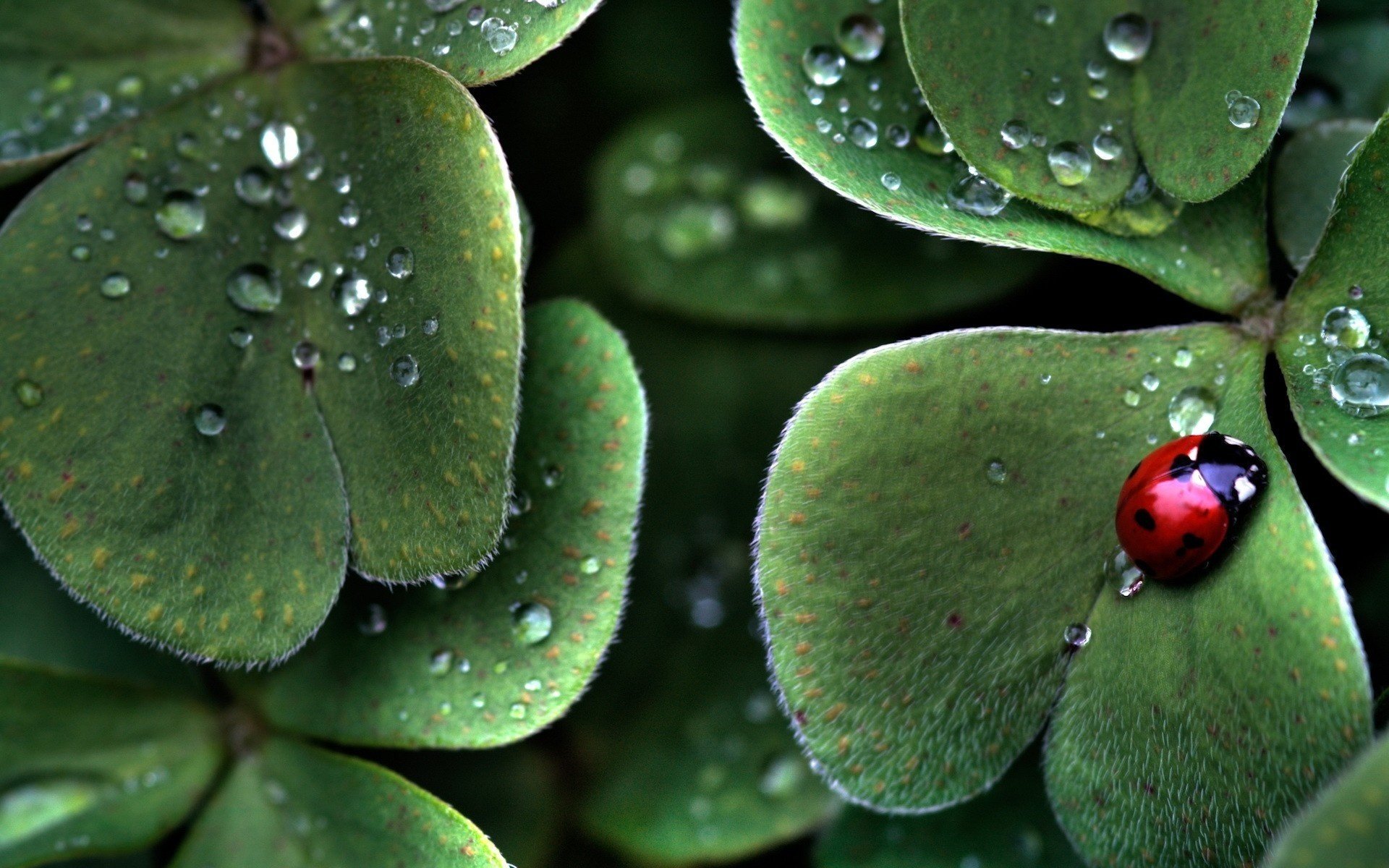 feuilles coccinelle pluie insectes verdure animaux gouttes