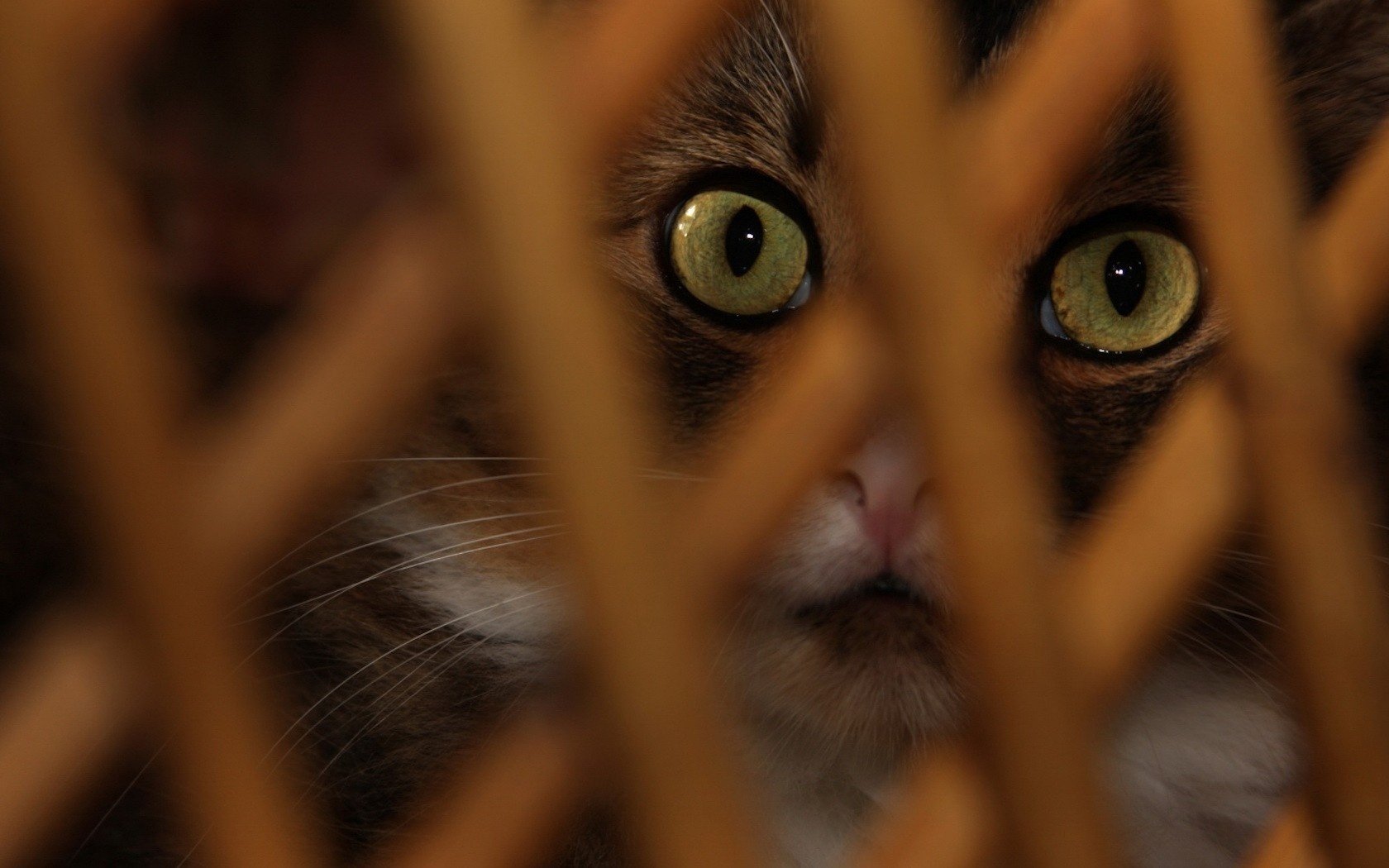 cerca de madera ojos de gato gato animales vista ojos de gato macro