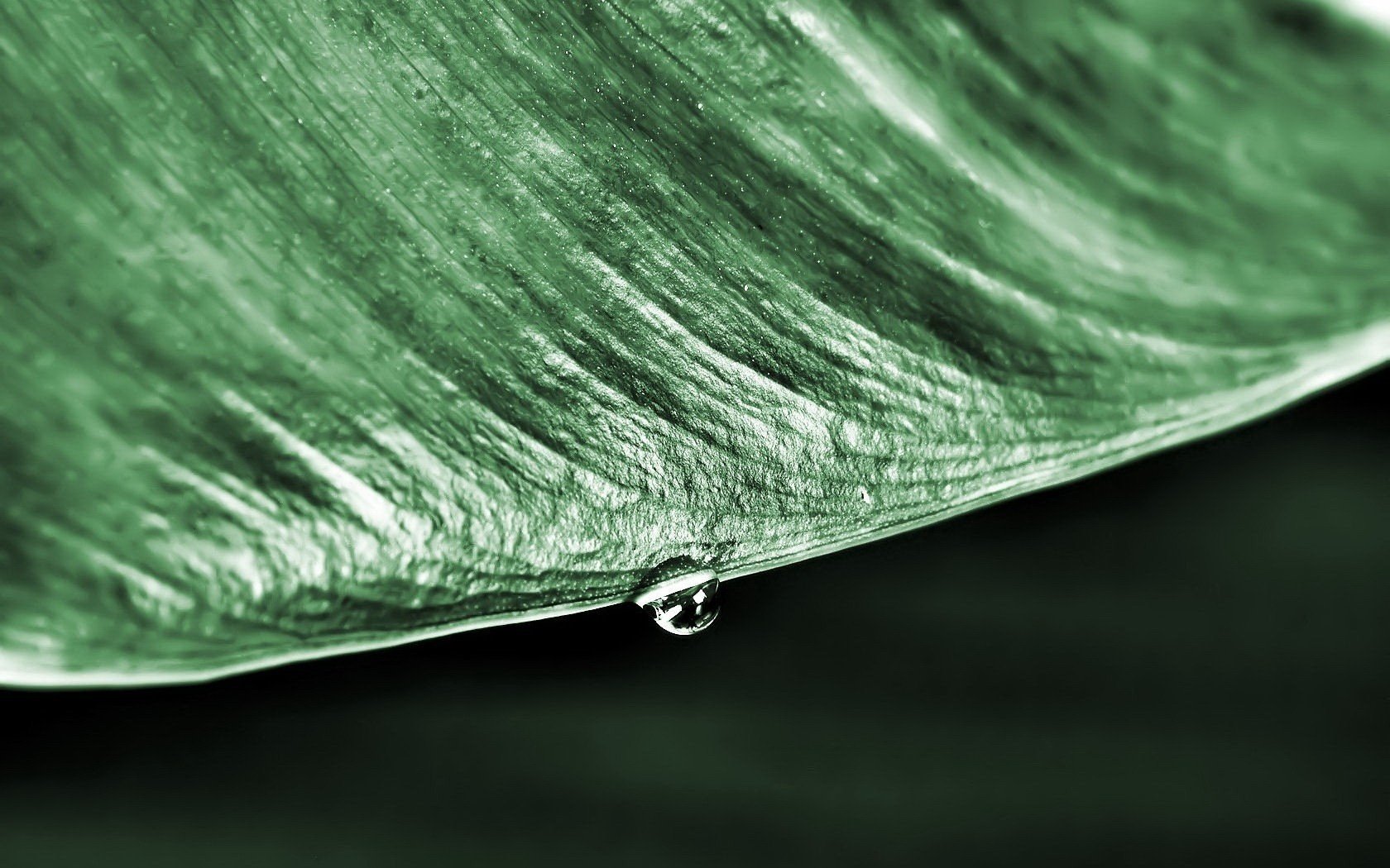 fibres bord de la feuille gouttelette verts