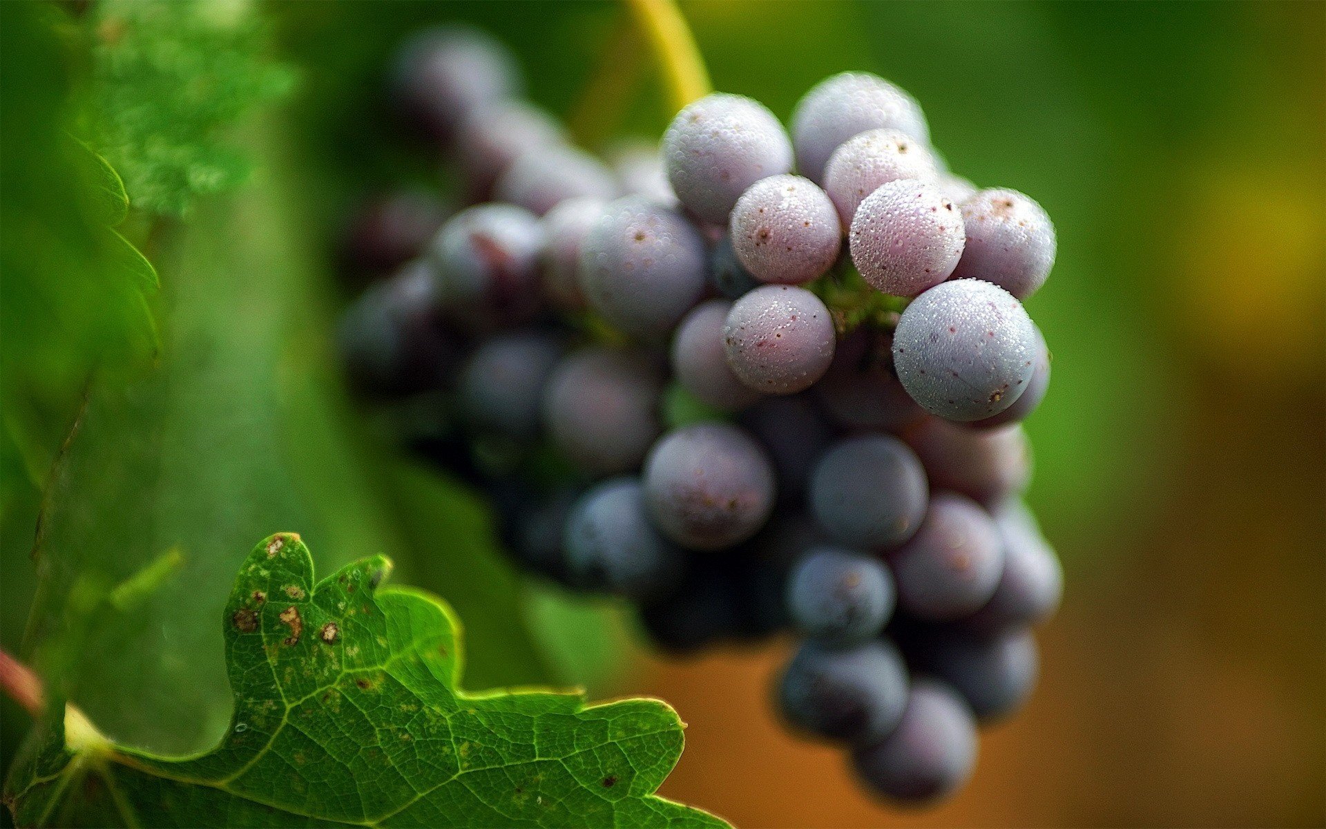 uvas oscuras hojas naturaleza frutos racimo