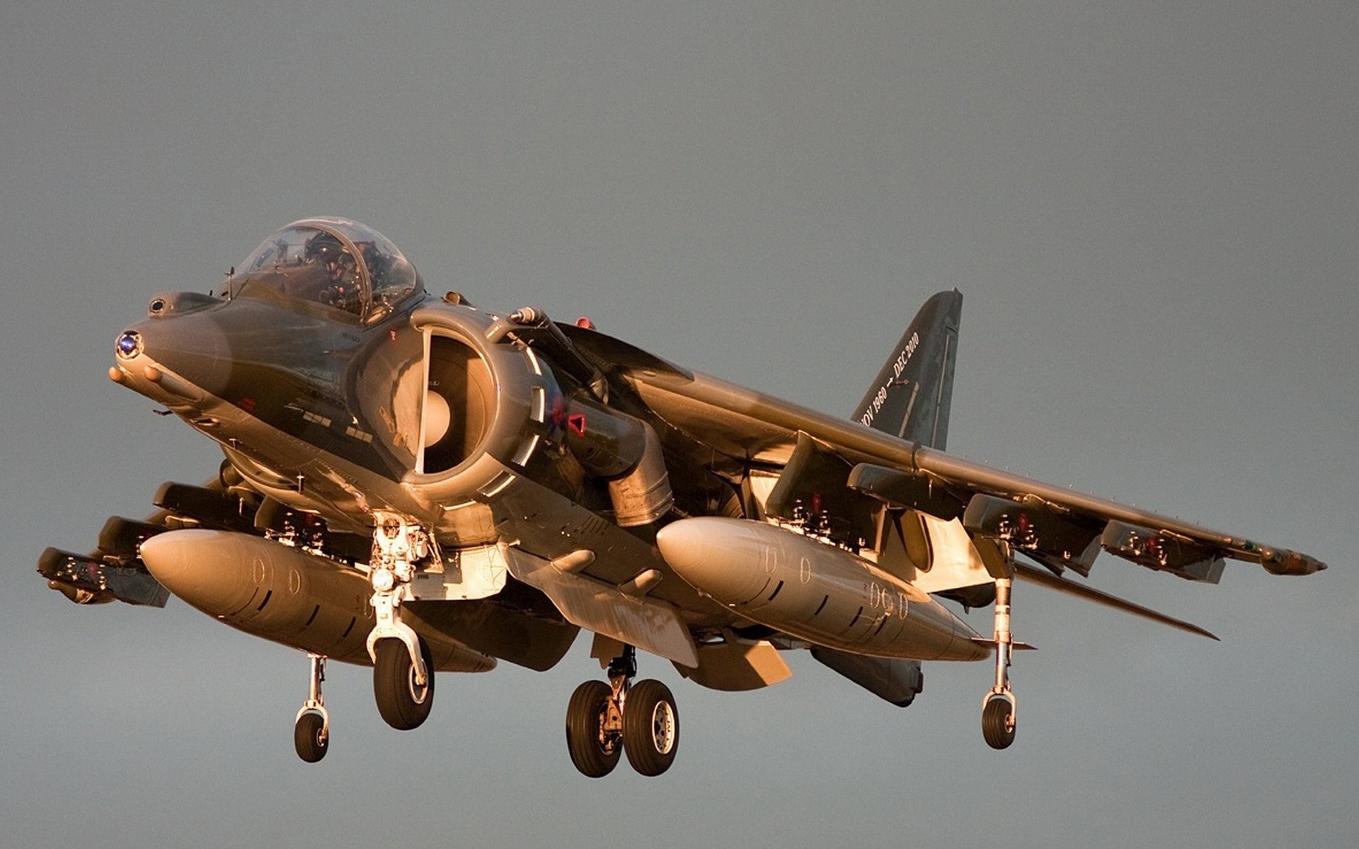 grey plane harrier