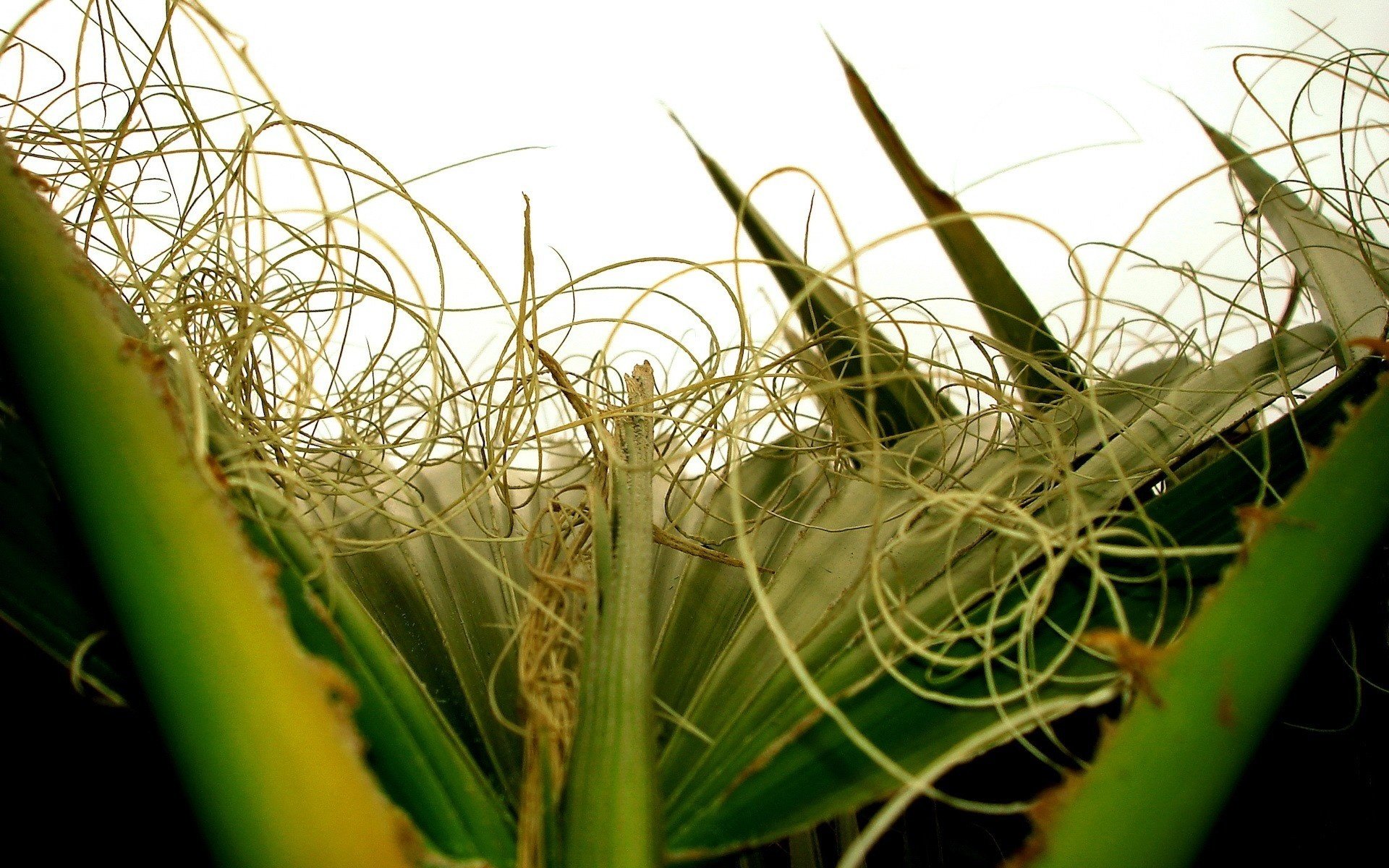 plantas inusuales hierba vegetación