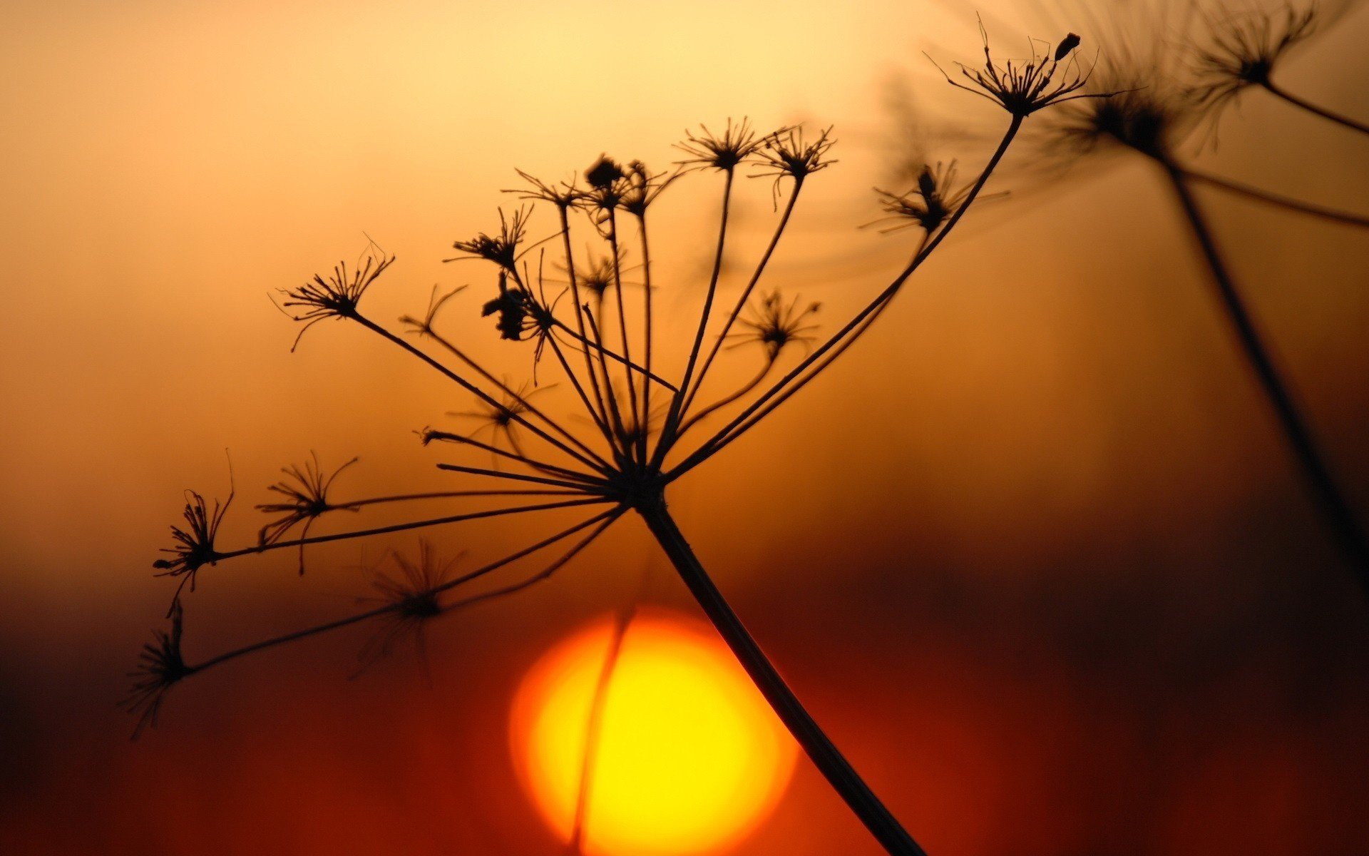 trockener zweig sonnenuntergang sonne