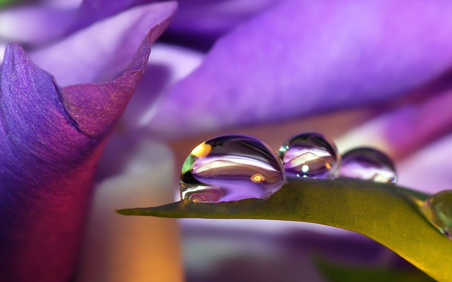 purple leaf drops of dew a blade of grass petal