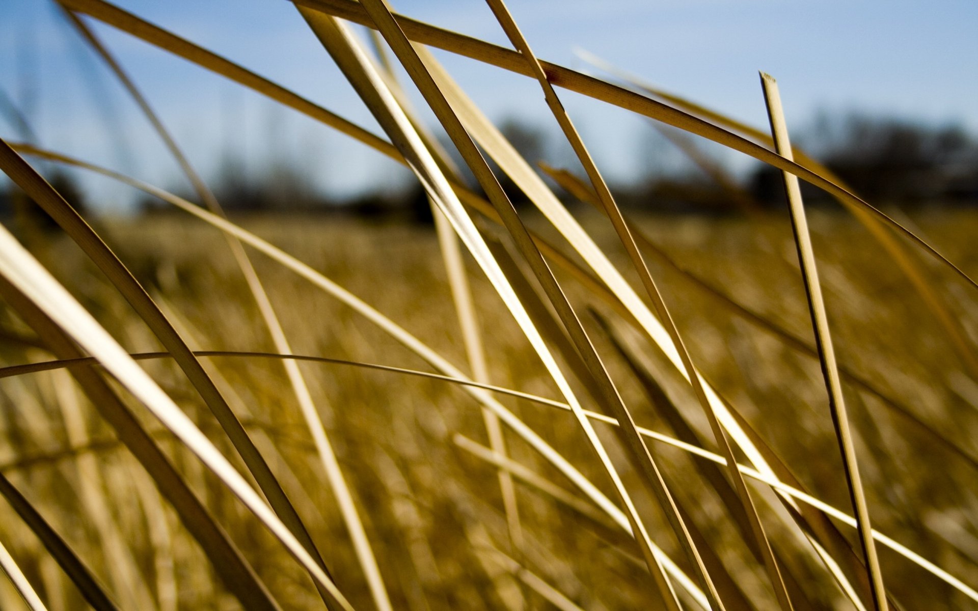 dry grass field autumn green