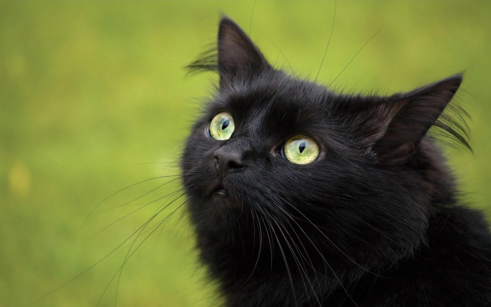 katzen schwarze katze orangefarbene augen grünes gras tiere blick katzenaugen augen