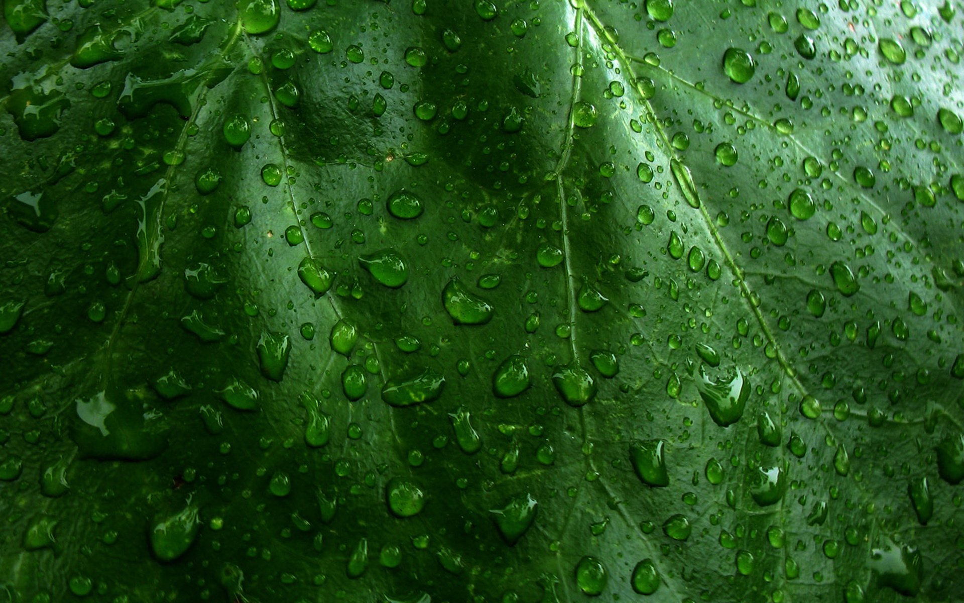 green leaf droplets green