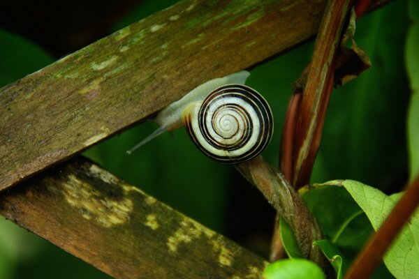 Snail on a wooden fence in the grass