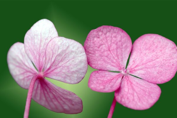 Розовые лепесточки маленького цветочка
