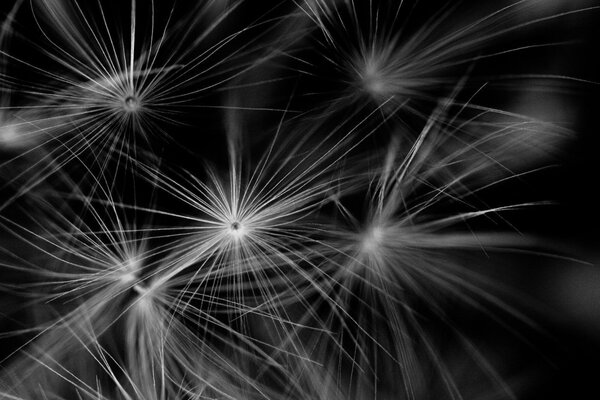 Black and white photo. Dandelion seeds