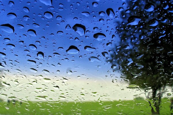 Árbol solitario a través de gotas de lluvia sobre vidrio