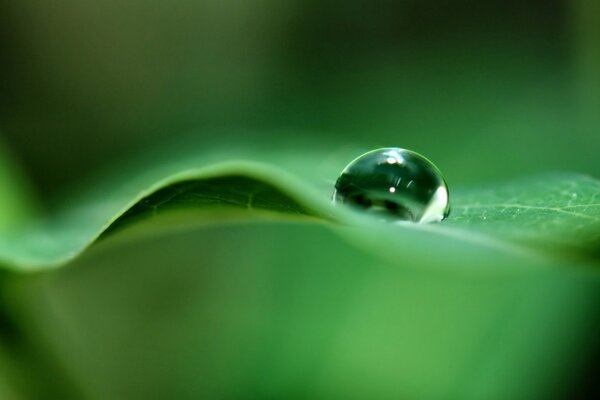 A drop of dew on the juicy greenery of the leaf