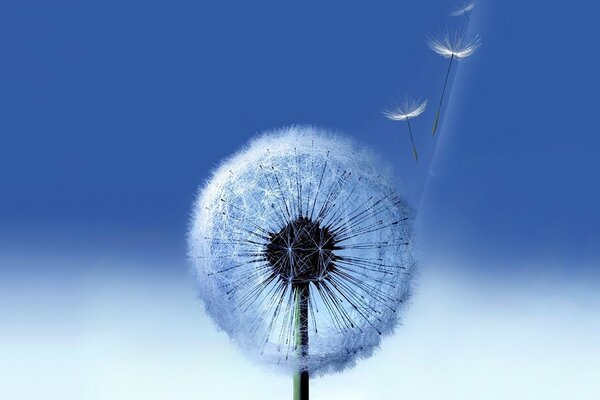 Dandelion on a light and blue background