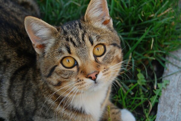 Kitty cute face white breast