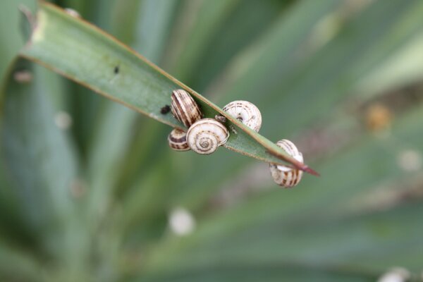 Escargots bruns sur une herbe étroite