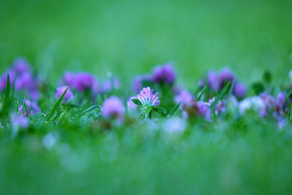 One of the summer wildflowers is clover