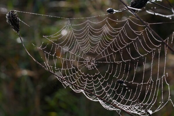 La araña y su hermosa telaraña. Naturaleza