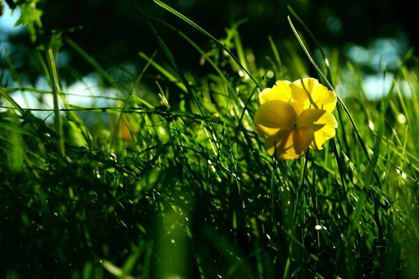 Sfondo fiore giallo su erba verde