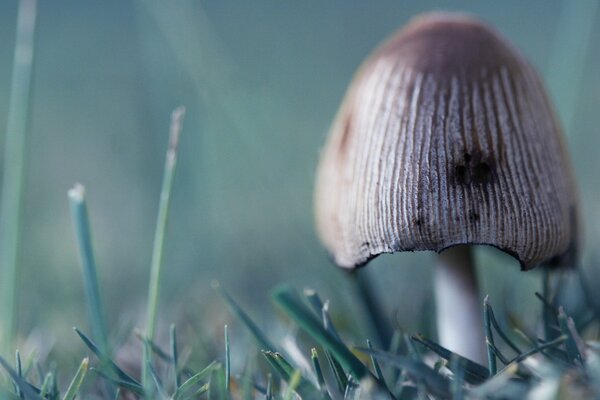 Fungus in the forest. Beautiful nature